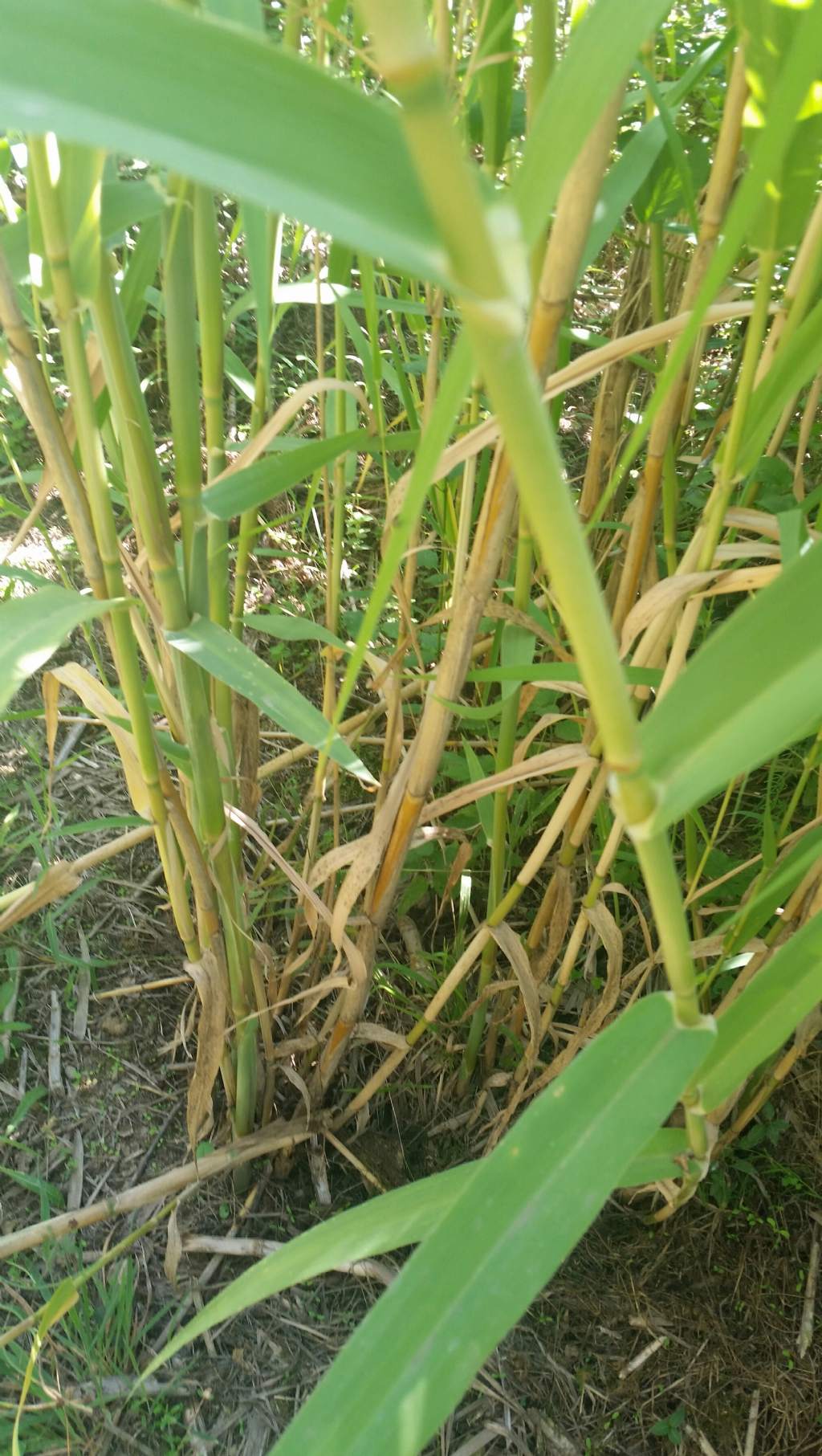 Arundo lenax?